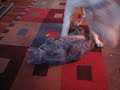 Poodle and Cat at Play