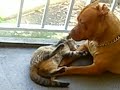 Animal Love Animal Love