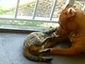 Animal Love