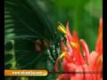videos de sri lanka National zoological gardens Dehiwala