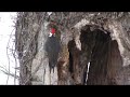 Wiley Pileated Woodpecker Wiley Pileated Woodpecker
