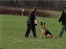Schutzhund Protection Celine Schutzhund Protection Celine