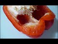 Codfish and onions (A Jamaican breakfast substitute)