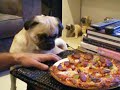 Kleiner Mops will Pizza