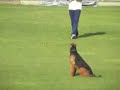 Airedale obedience part one, FCI 2007