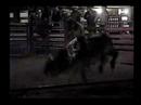 Mostoller Bull Mostoller Bull