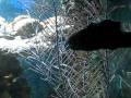 BIZARRE, RARE FISH!  Black Widow Goby
