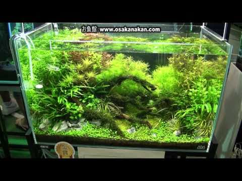 Watch "Ring Leopard Discus in community Tank"