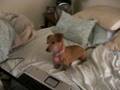 videos de My daschund Watching YouTube