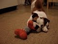 gus in the kitchen