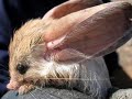 Jerboa Mouse Jerboa Mouse
