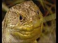 Lagarto ocelado mantis - Luis Miguel Domínguez -Avatar
