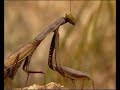 Lagarto ocelado mantis - Luis Miguel Domínguez -Avatar Lagarto ocelado mantis - Luis Miguel Domínguez -Avatar