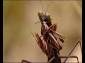 Lagarto ocelado mantis - Luis Miguel Domínguez -Avatar