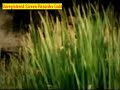 Video screenshot