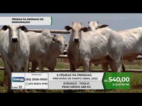 DE OLHO NA FAZENDA PECURIA BR - FBRICA DE GENTICA