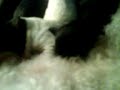Puppies