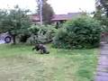 Afgano video