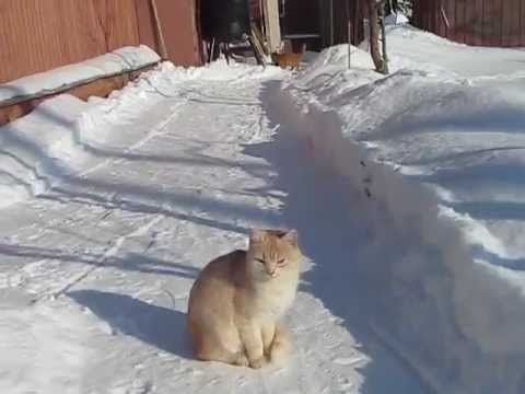 Видео 'Весёлый кот ловит снежки!'