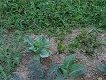 Biointensive Gardening 4 & 5 - close plant spacing and companion planting