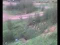 videos de korte plegeria