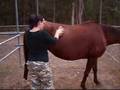 Basic Horse Grooming