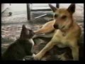 Funny Cats 29