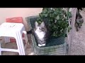 cucciolata I_Max_26dic09_02.wmv