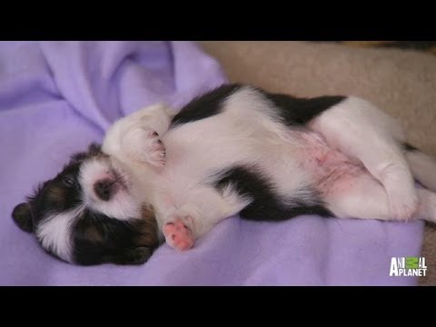 Puppy Goes for a Spin %7C Too Cute%21