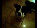 cane sullo sk8