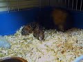 Cavy birth! Eating afterbirth and drying up