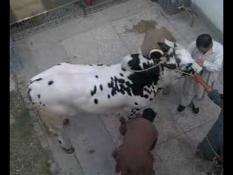 Eid ul azha qurbani - Qurbani.