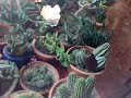Piante Grasse - Fat Plants
