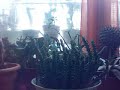 Piante Grasse - Fat Plants