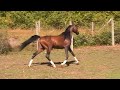Scandalous Reflection - 6 year old Arabian stallion