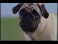 Milo and Otis part 4 Milo and Otis part 4