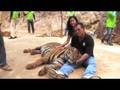videos de tiger resting head in my lap