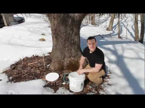 how to harvest birch syrup