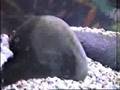 Herichtys Bartoni,Archocentrus panamensis,young regani