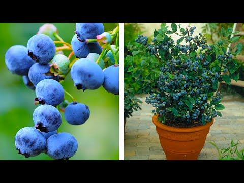 how to fertilize blueberries in pots