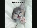 funny cats funny cats