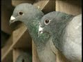 Keith Barnes racing pigeons Simply The Best 1