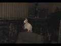 perroquet-qui-danse