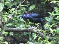 Satin bower birds mating in the bower Satin bower birds mating in the bower