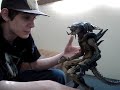 Hot Toys Predalien 18\" Inch Figure MFR Official Review