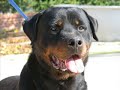 ROTTWEILER...PRETORIANI DI CURES