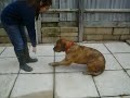 SCAMPS Taz showing off some of his tricks