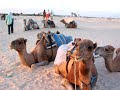 Cammello Tunisia