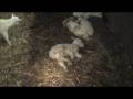 Zero-grazed goats