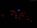 videos de Nov 06 2008 - VID00135.AVI
